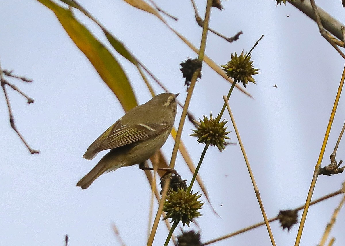 Hume's Warbler - ML295940311