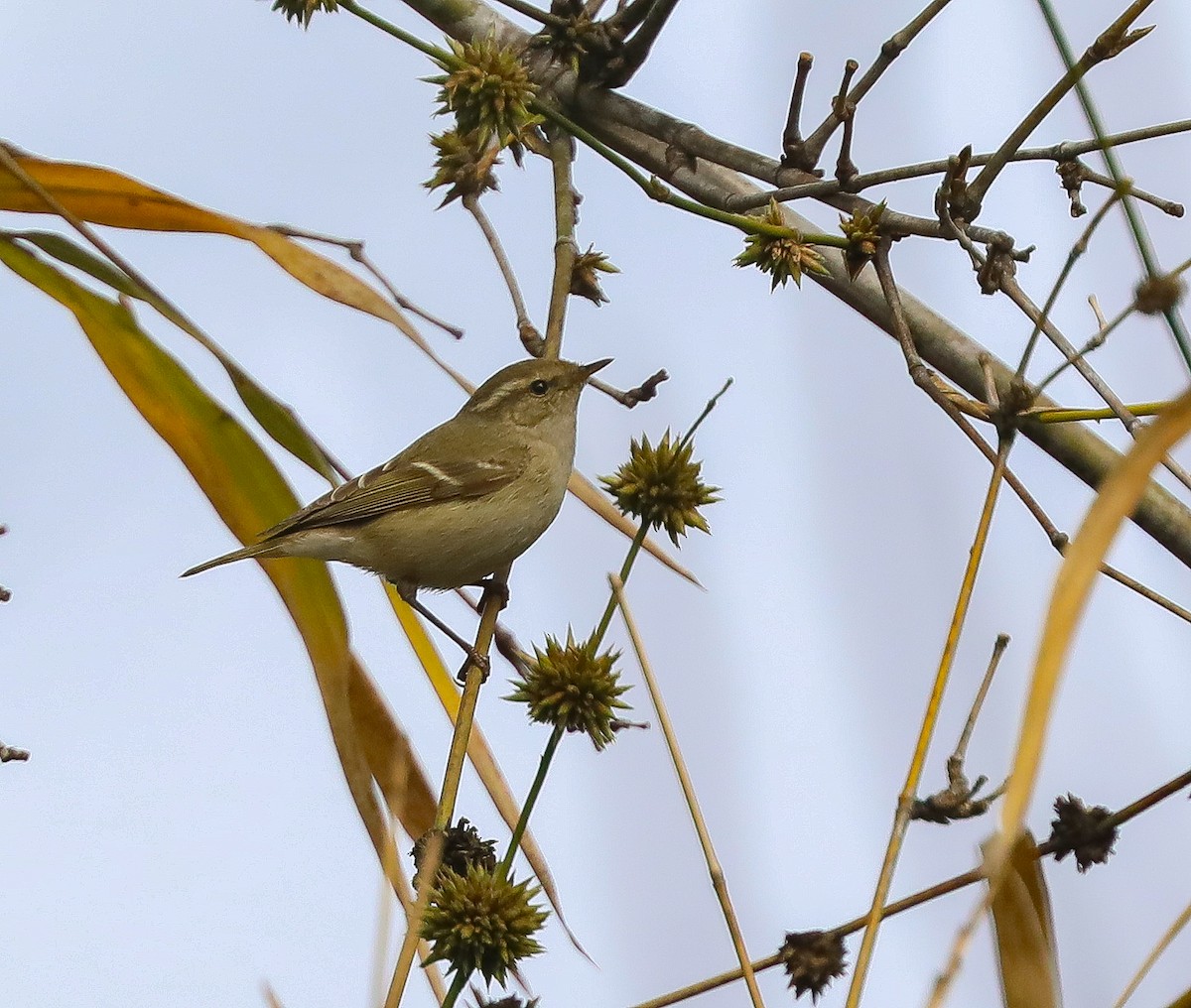 Hume's Warbler - ML295940331