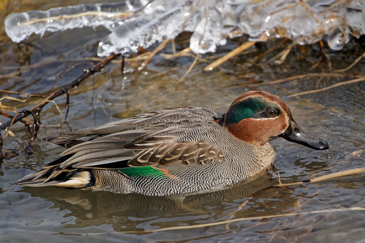 Green-winged Teal (Eurasian) - Karl Hu