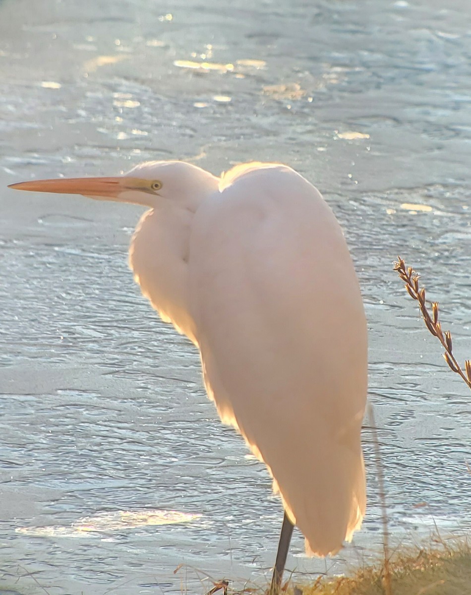 Great Egret - ML295943141