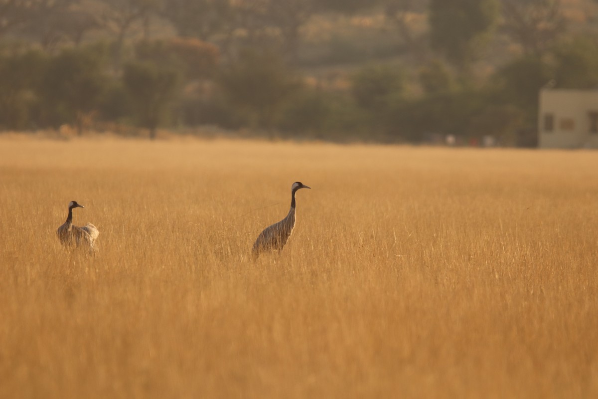 Common Crane - Praveen H N