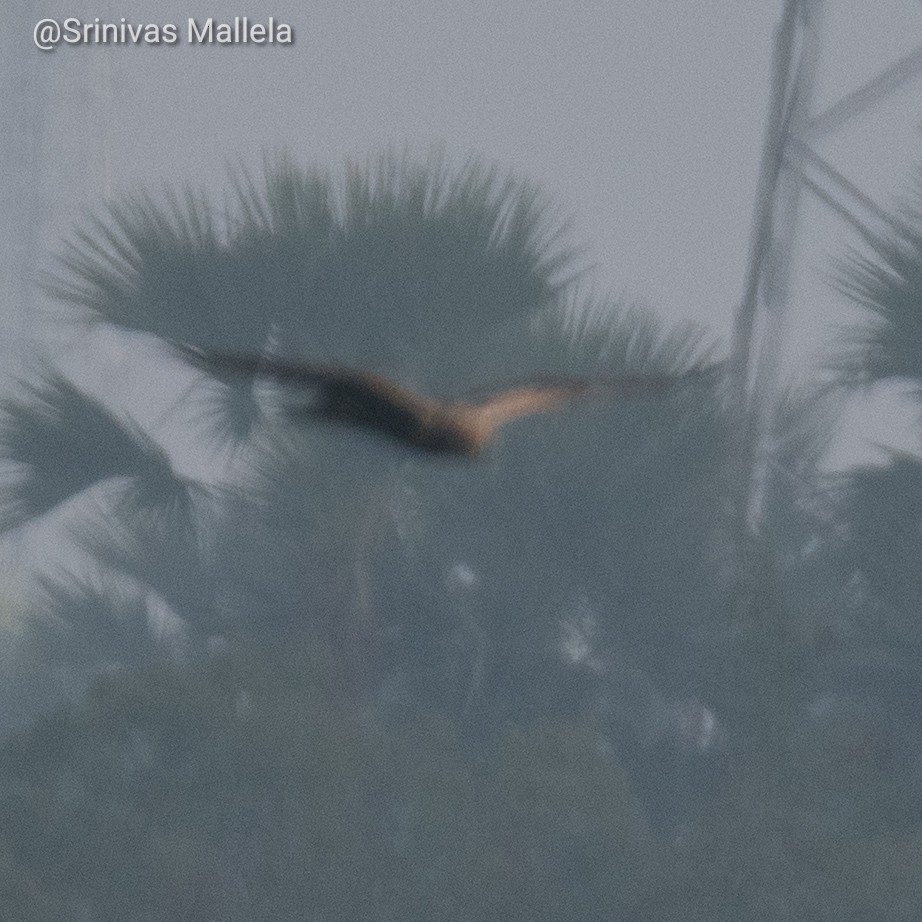 Western Marsh Harrier - Srinivas Mallela