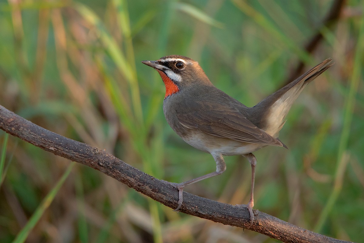 Siberian Rubythroat - ML295945191