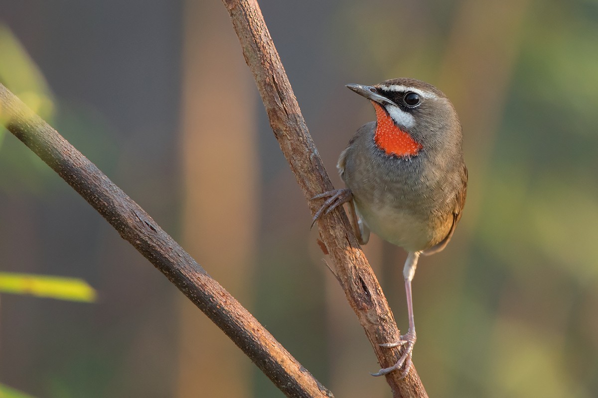 Siberian Rubythroat - ML295945221