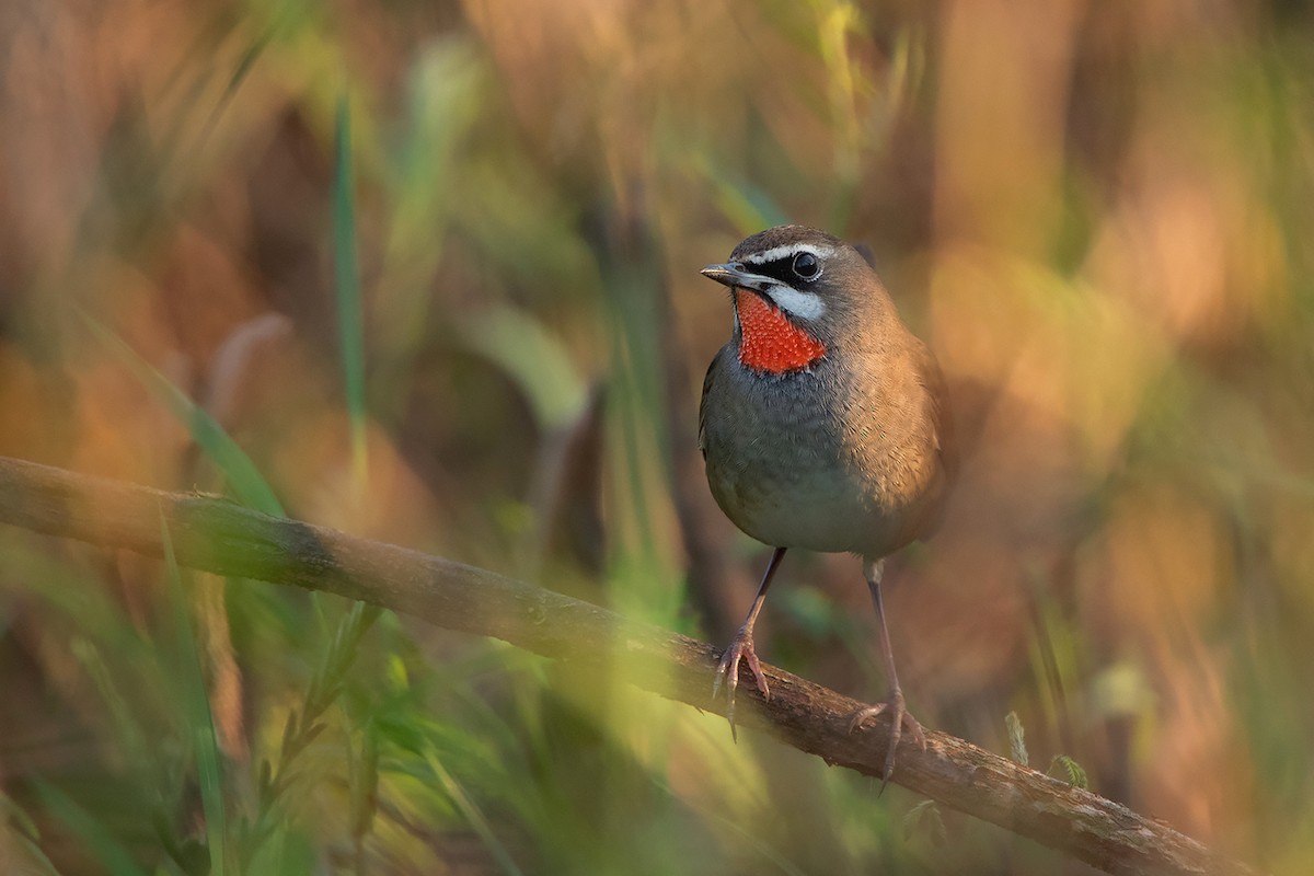 Siberian Rubythroat - ML295945241