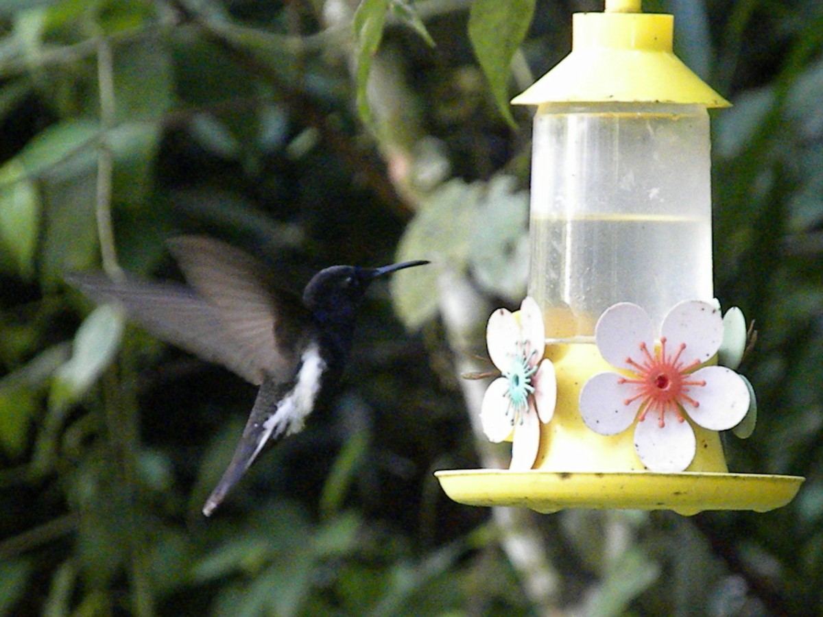 kolibřík černobílý - ML295945831