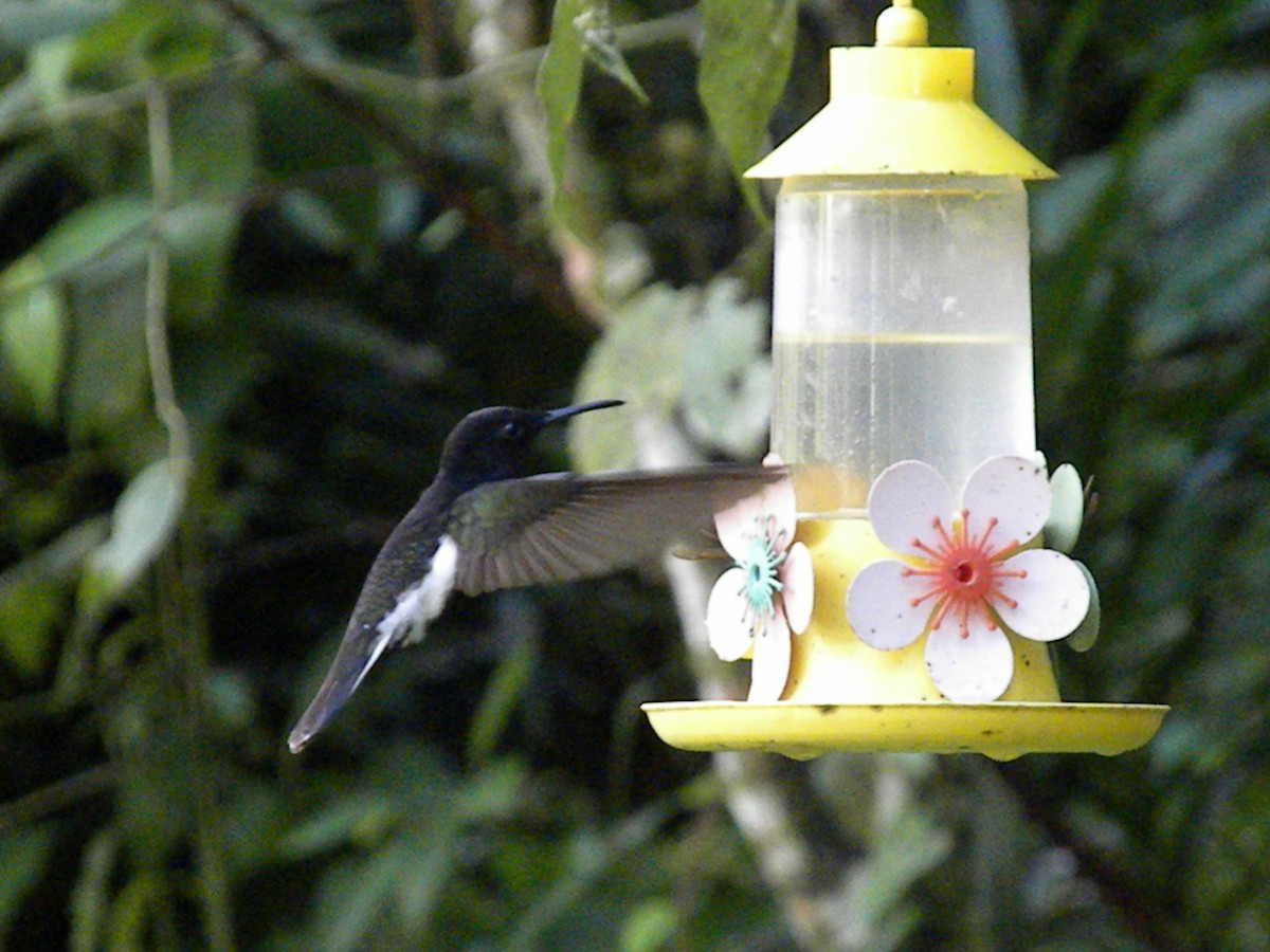 kolibřík černobílý - ML295945841