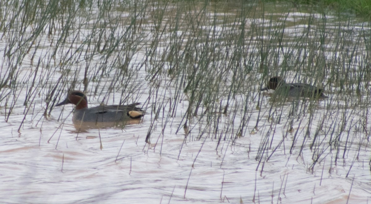 Green-winged Teal - ML295946811