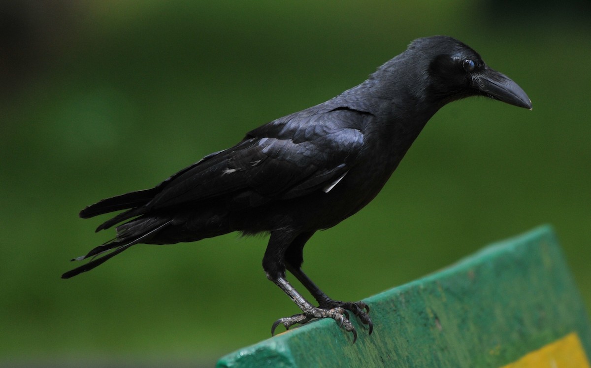 Large-billed Crow - ML295948081