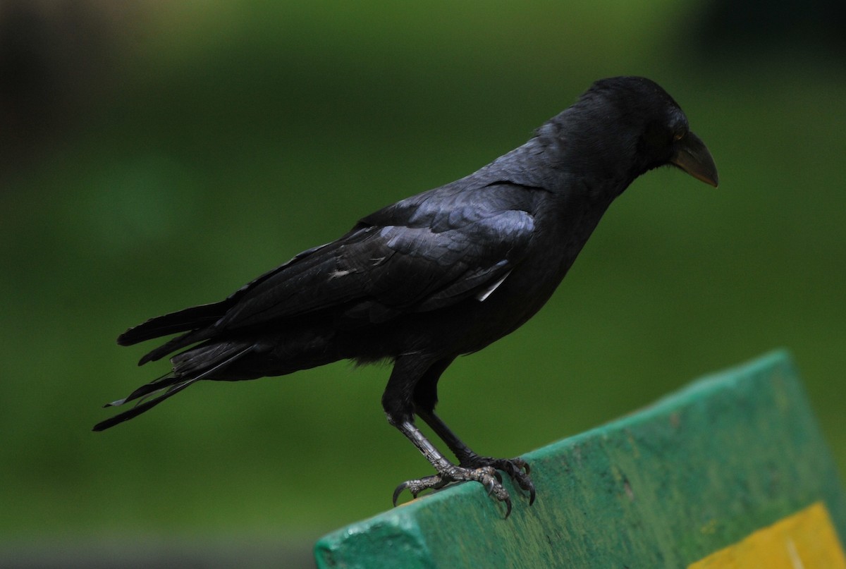 Large-billed Crow - ML295948111
