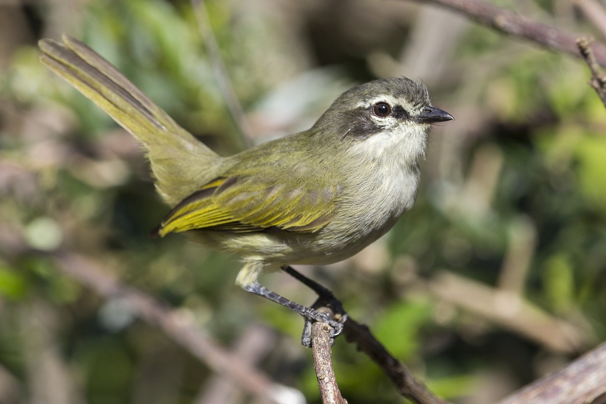 Venezuelan Tyrannulet - Oswaldo Hernández Sánchez