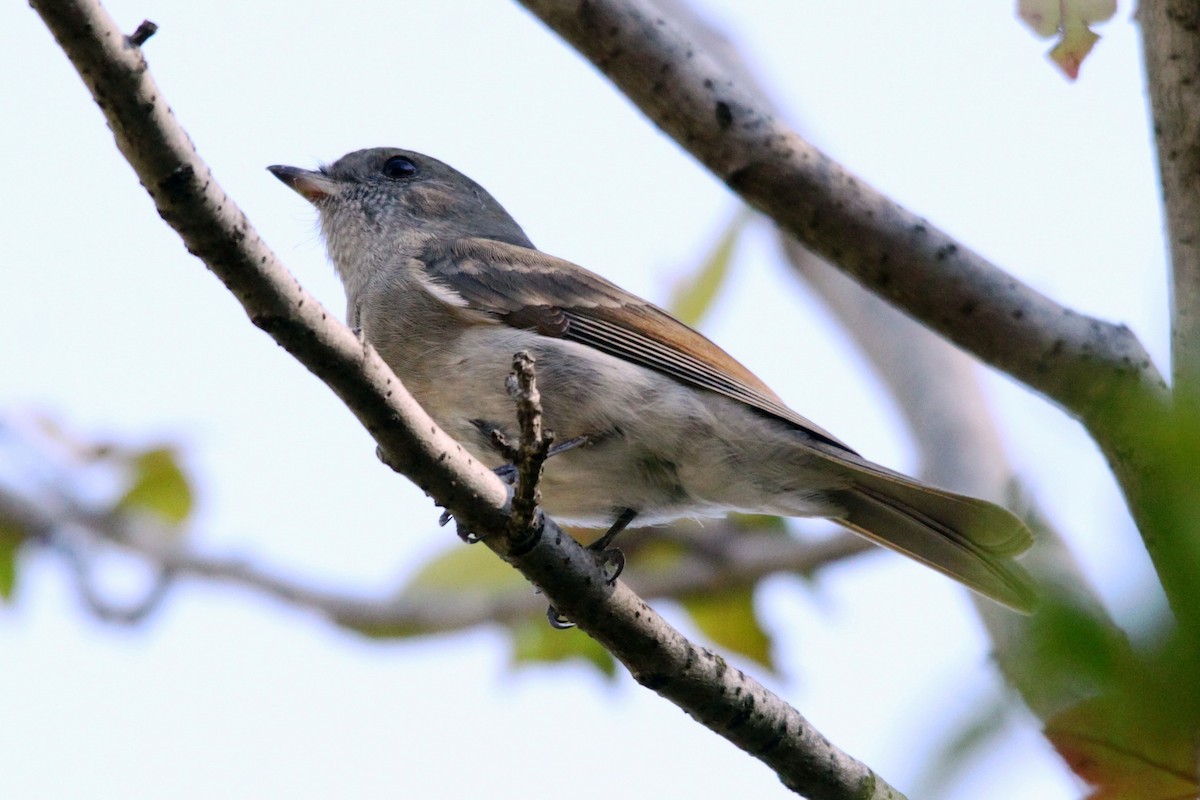 Golden Whistler - ML29595561