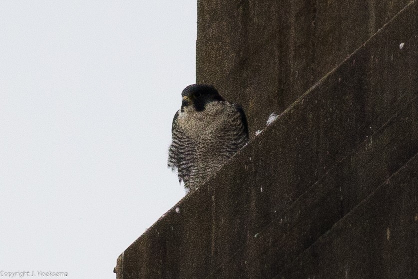 Halcón Peregrino - ML295956951