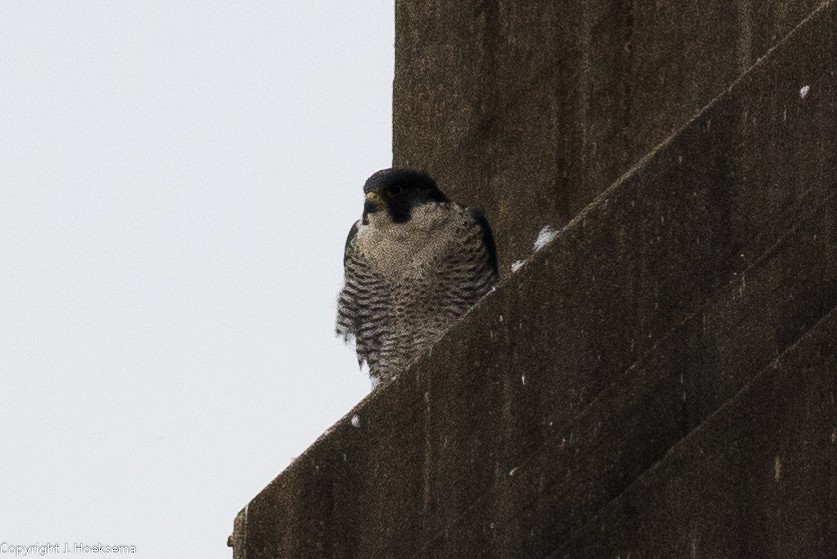 Peregrine Falcon - ML295956951