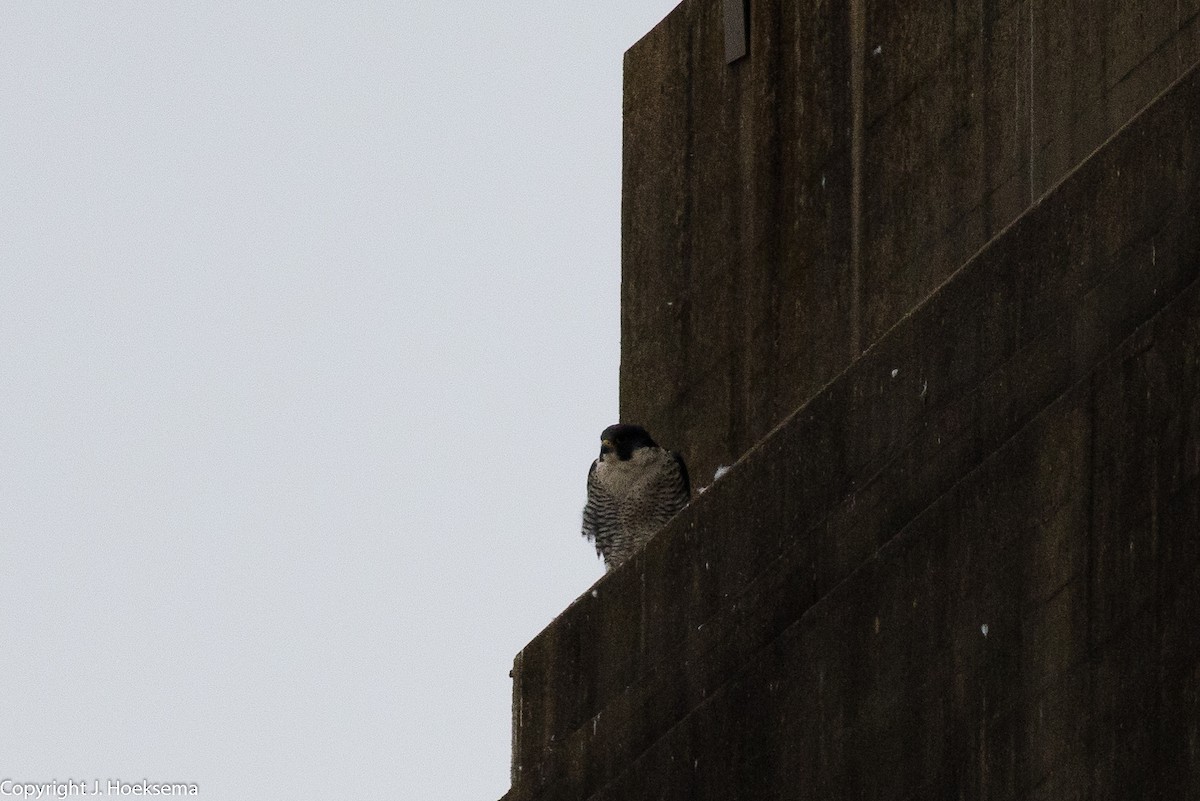 Halcón Peregrino - ML295956961