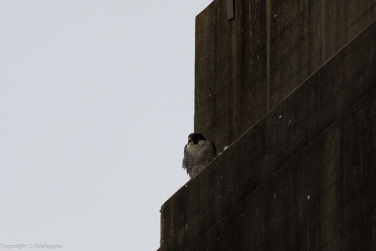 Peregrine Falcon - ML295956961