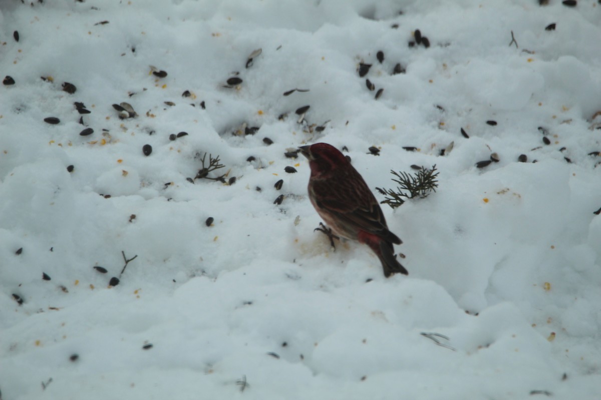 Purple Finch - ML295957251