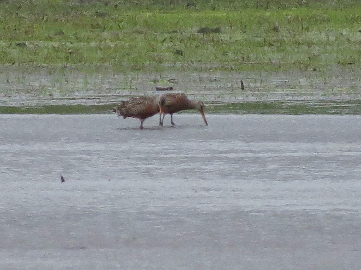 Hudsonian Godwit - Mary Backus