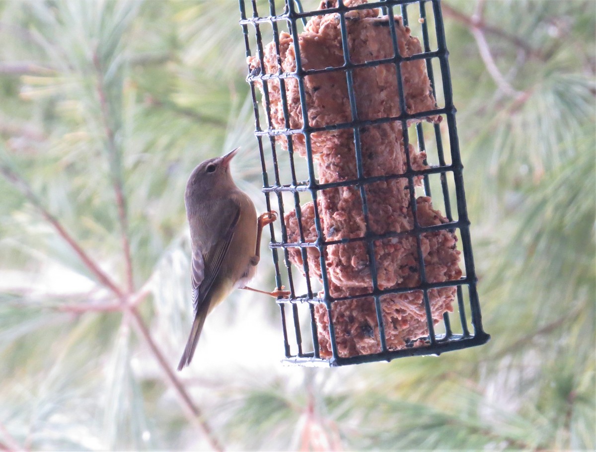 Orange-crowned Warbler - ML295961991