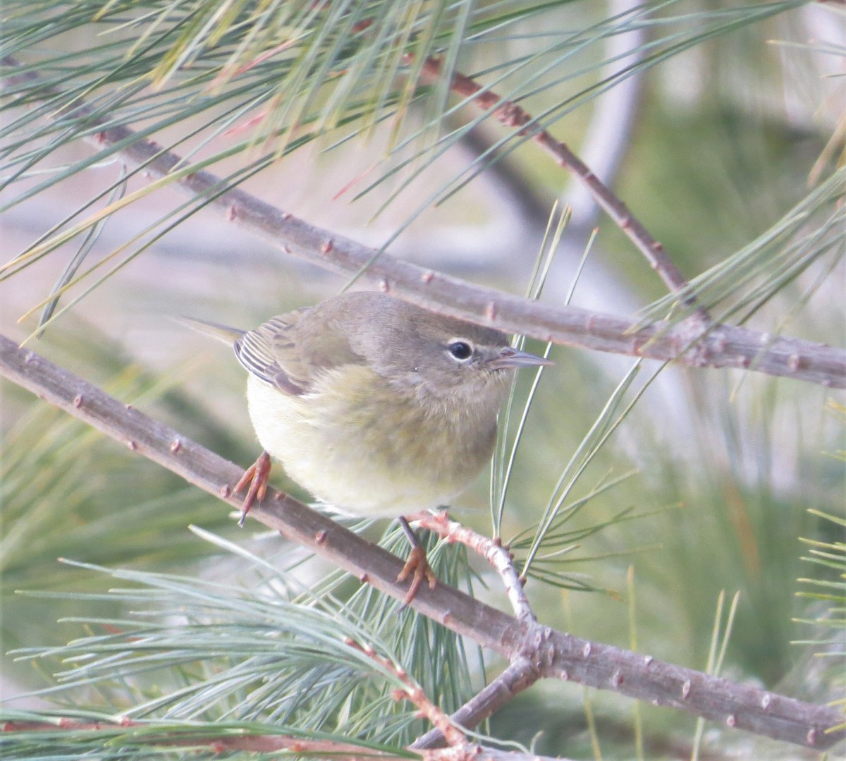 Orange-crowned Warbler - ML295962041