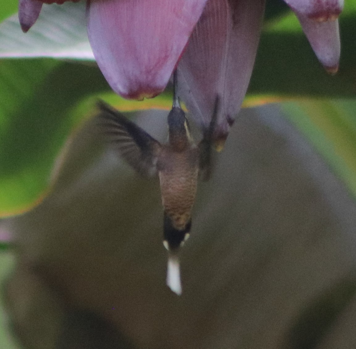 Длинноклювый колибри-отшельник - ML295962411