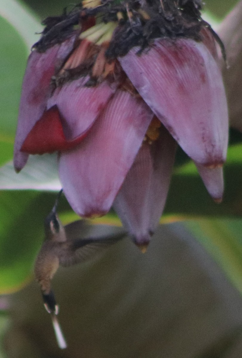 kolibřík tmavolící - ML295962421