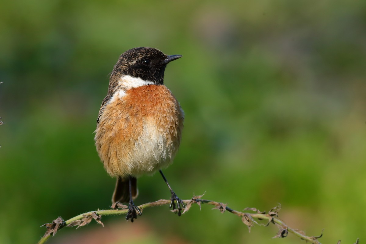 European Stonechat - ML295962911