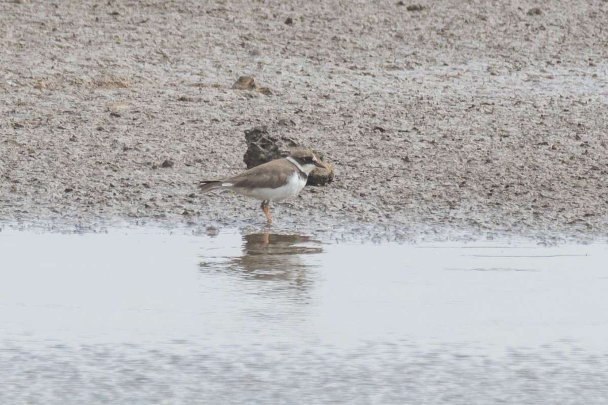 Little Ringed Plover (curonicus) - ML295964121