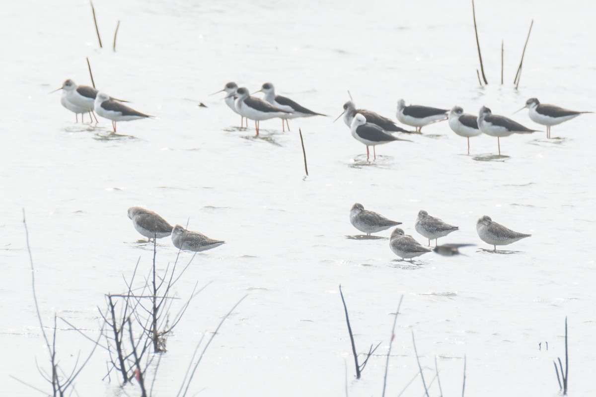 Spotted Redshank - ML295964181