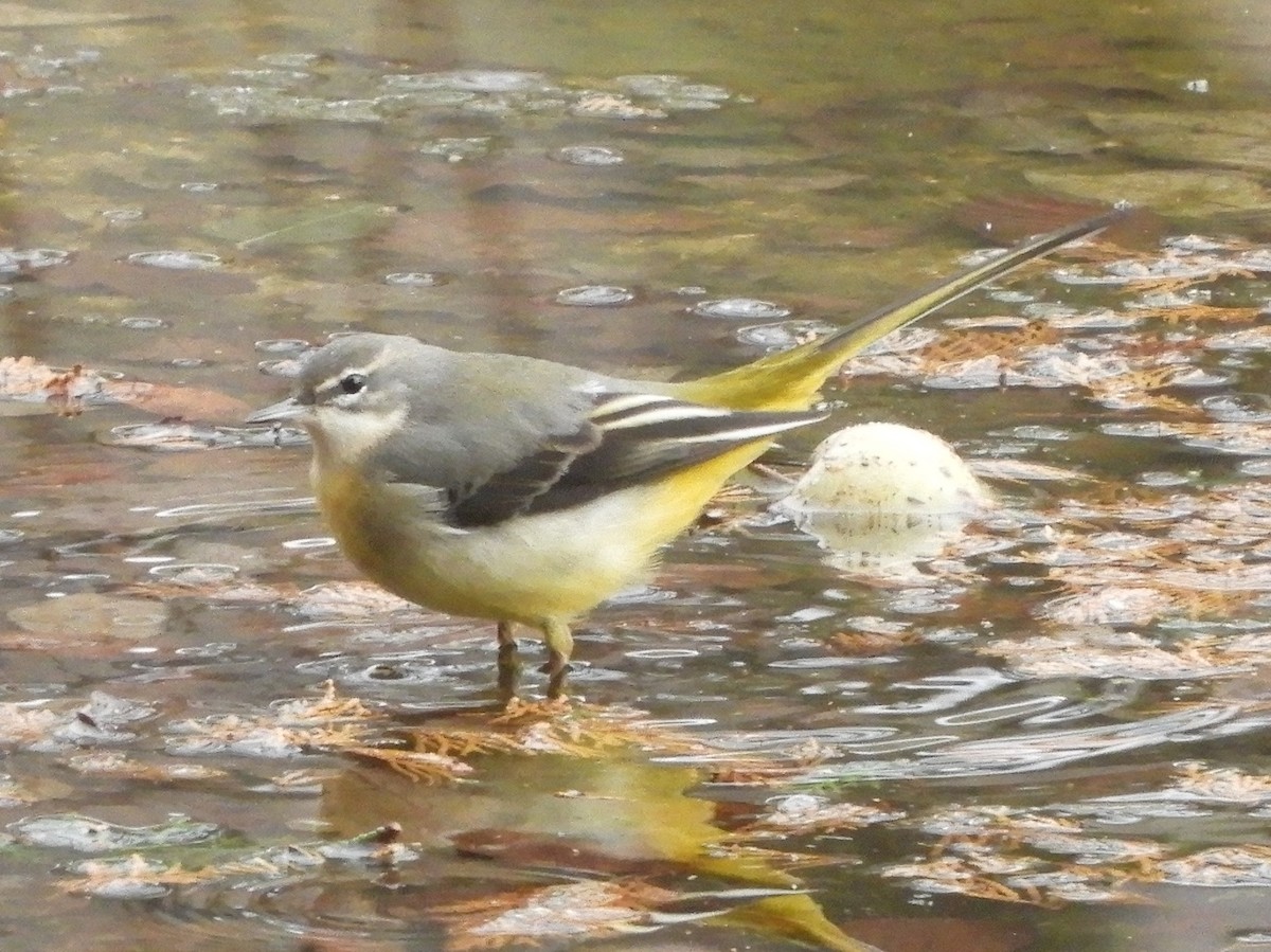 Gray Wagtail - ML295965111