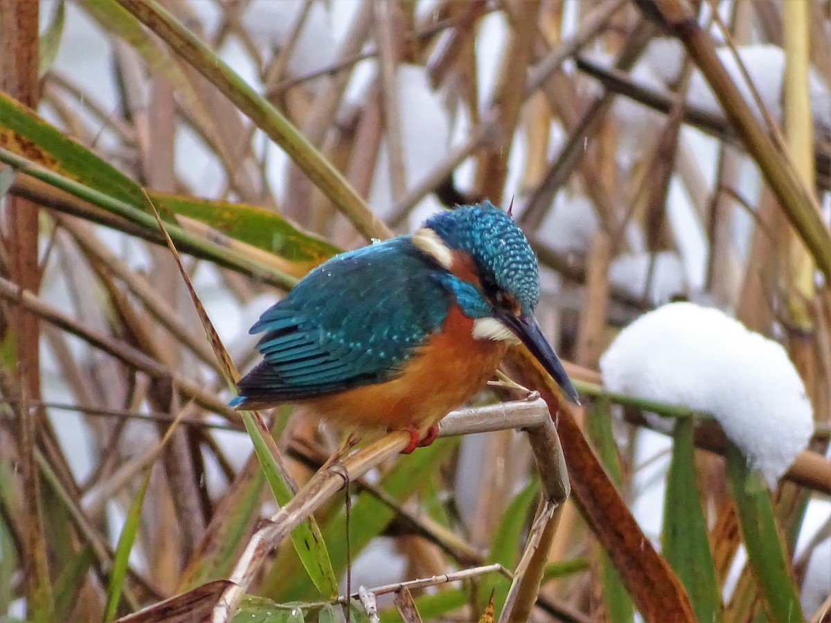 Common Kingfisher - Javier Nicolau