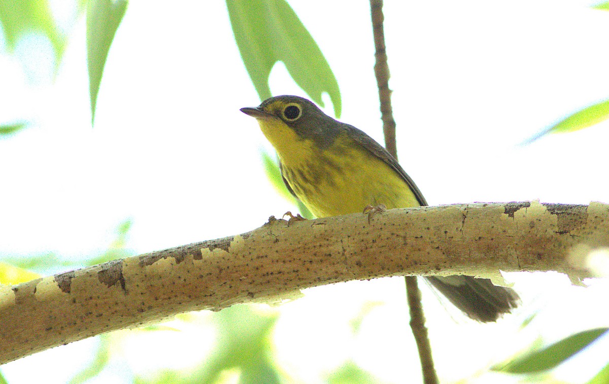 Canada Warbler - ML29596591