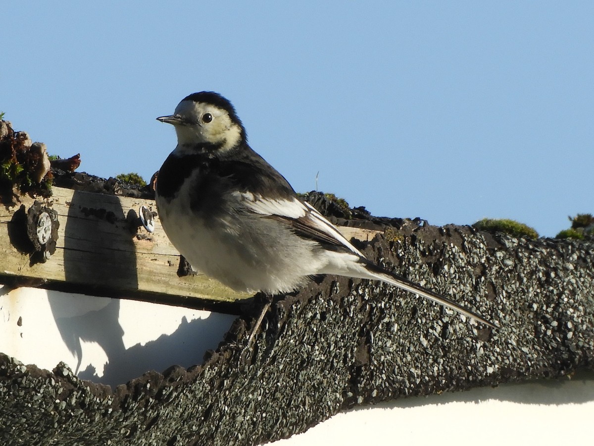 White Wagtail - James McCulloch
