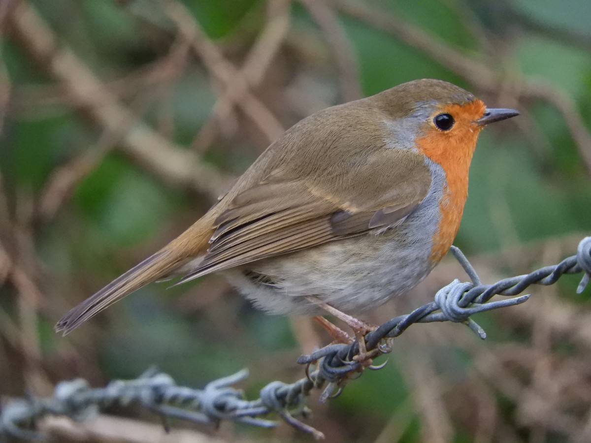 European Robin - James McCulloch