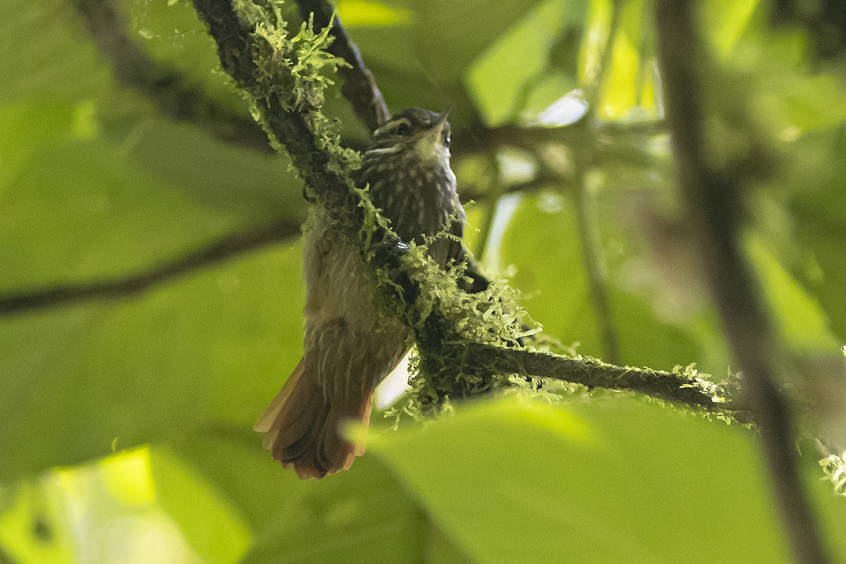 Streaked Xenops - Guillermo  Saborío Vega