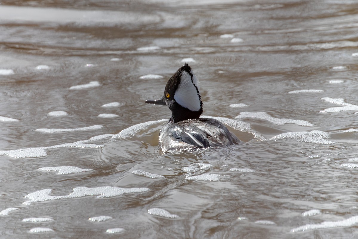 Hooded Merganser - ML295968631