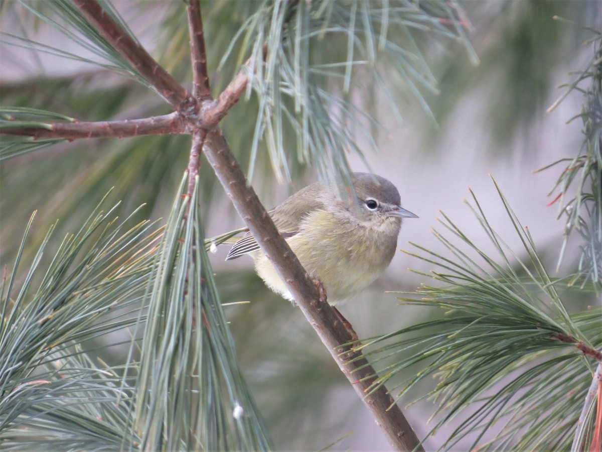 Orange-crowned Warbler - ML295969201