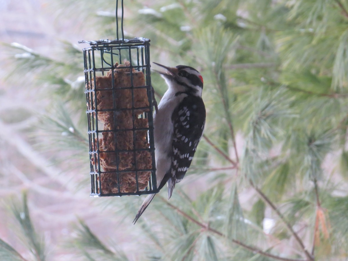 Hairy Woodpecker - ML295969571