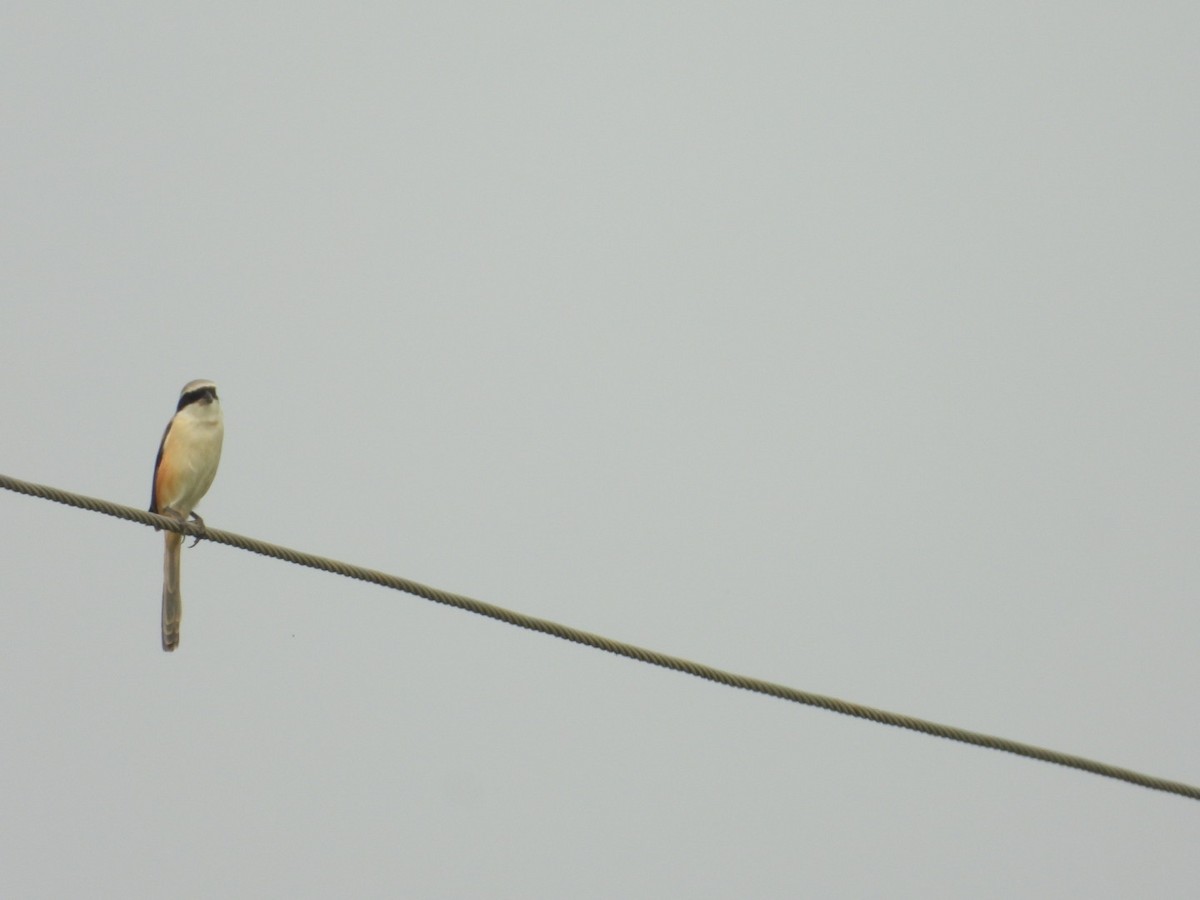 Алаг дунхай - ML295971981