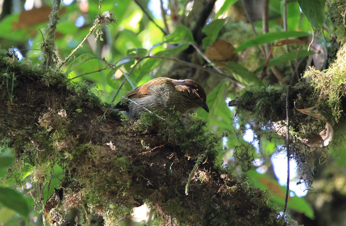 Striated Laughingthrush - ML295974051