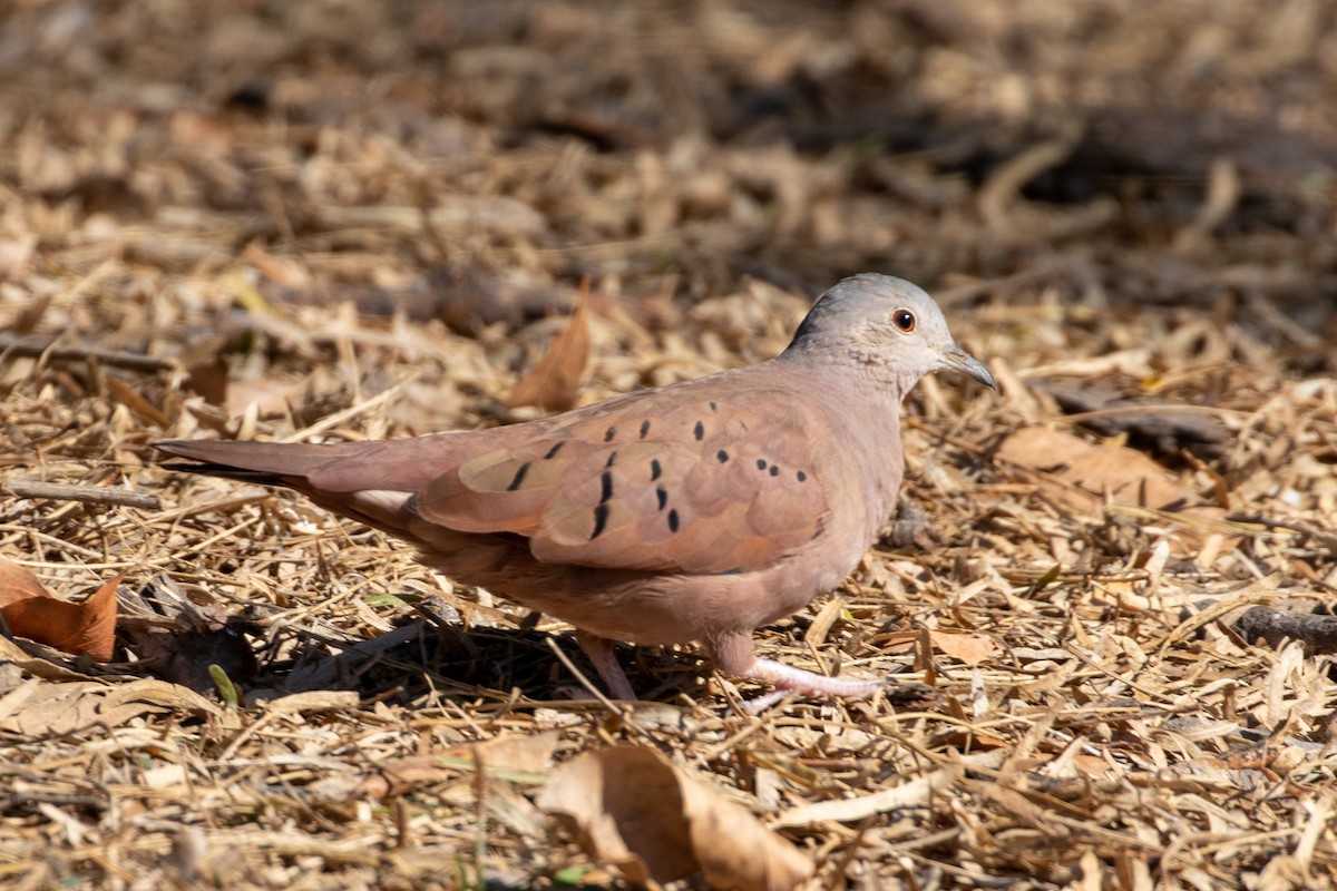 Ruddy Ground Dove - Charles Robshaw