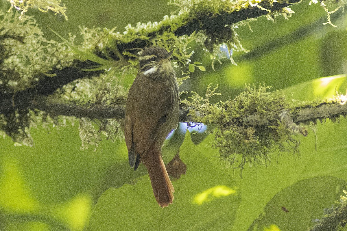 Streaked Xenops - Guillermo  Saborío Vega