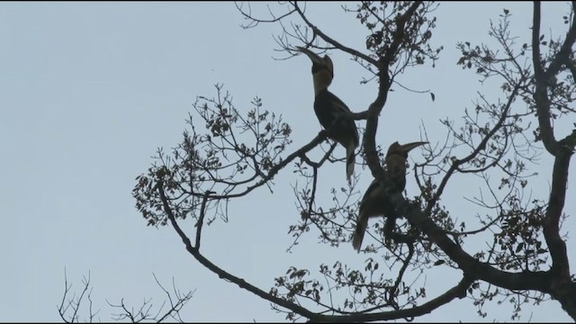 Great Hornbill - ML295975631