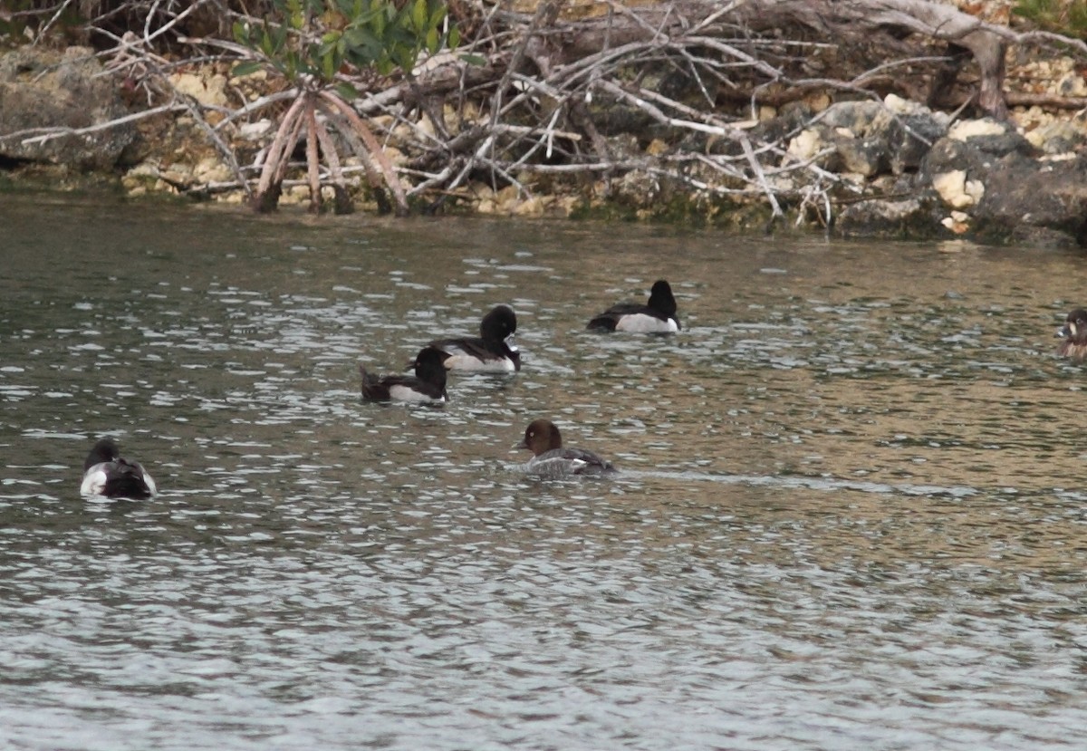 Common Goldeneye - ML295976391