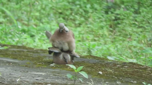 Spotted Dove - ML295976661