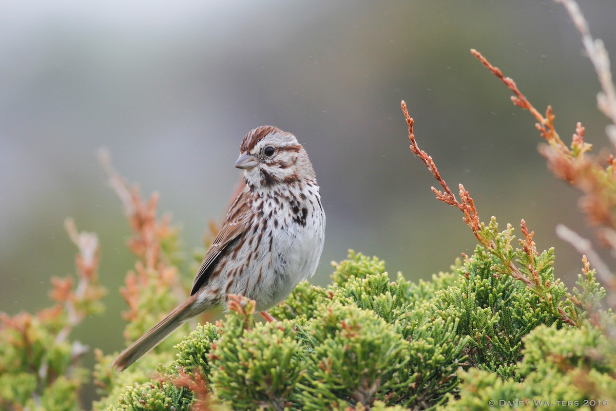 Song Sparrow - Davey Walters