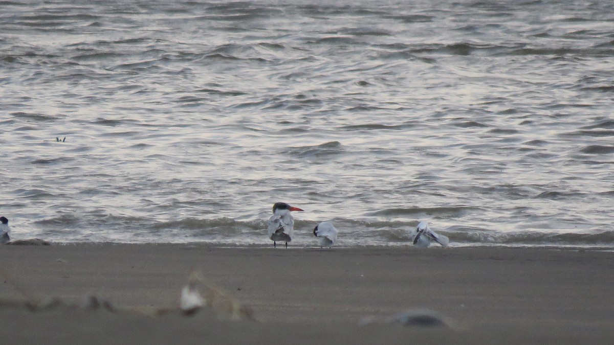 Caspian Tern - Max Lee