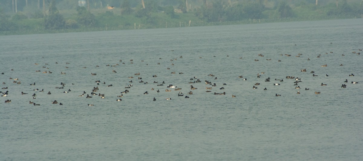 Tufted Duck - ML295980571