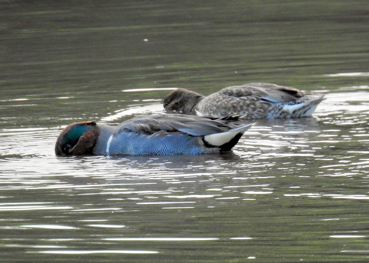 Green-winged Teal - ML295980861