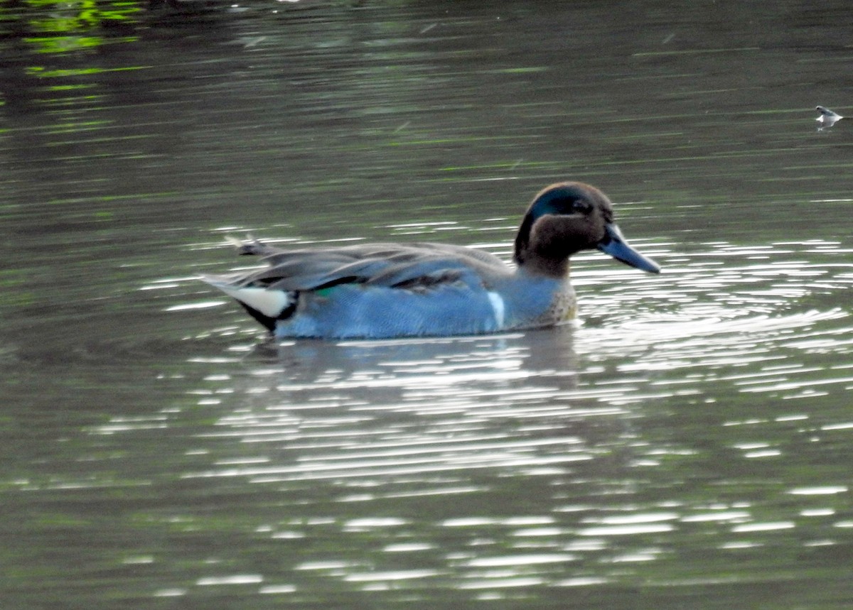 Green-winged Teal - ML295980871